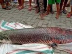 Ikan Raksasa di Tangerang Bikin Heboh, Ini Faktanya